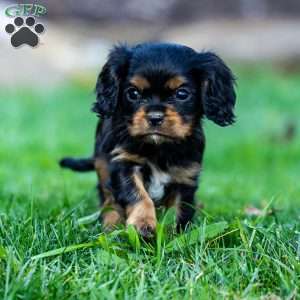 Archie, Cavalier King Charles Spaniel Puppy