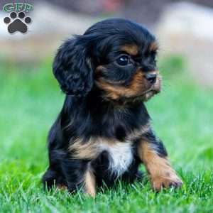 Archie, Cavalier King Charles Spaniel Puppy