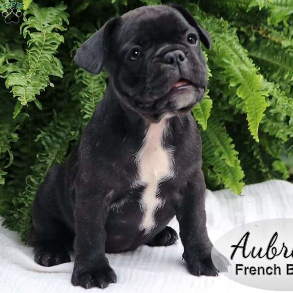 Aubrey, French Bulldog Puppy