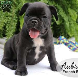 Aubrey, French Bulldog Puppy