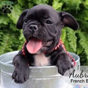 Aubrey, French Bulldog Puppy