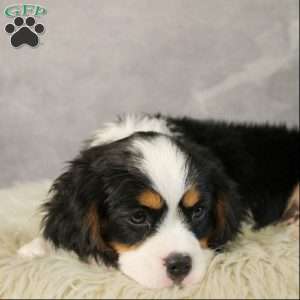 Gumdrop, Miniature Bernese Mountain Dog Puppy