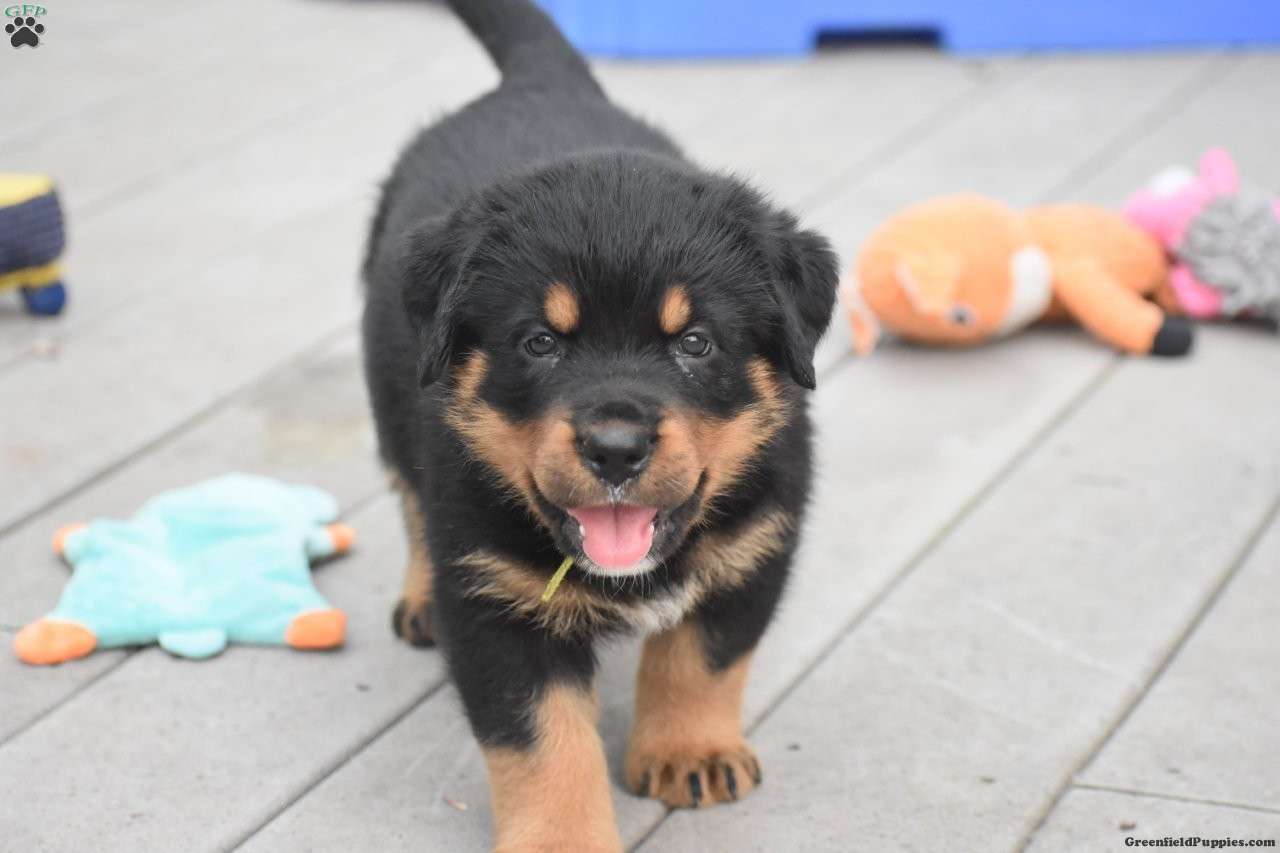 August - Rottweiler Mix Puppy For Sale in Pennsylvania