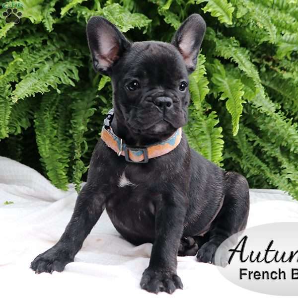 Autumn, French Bulldog Puppy