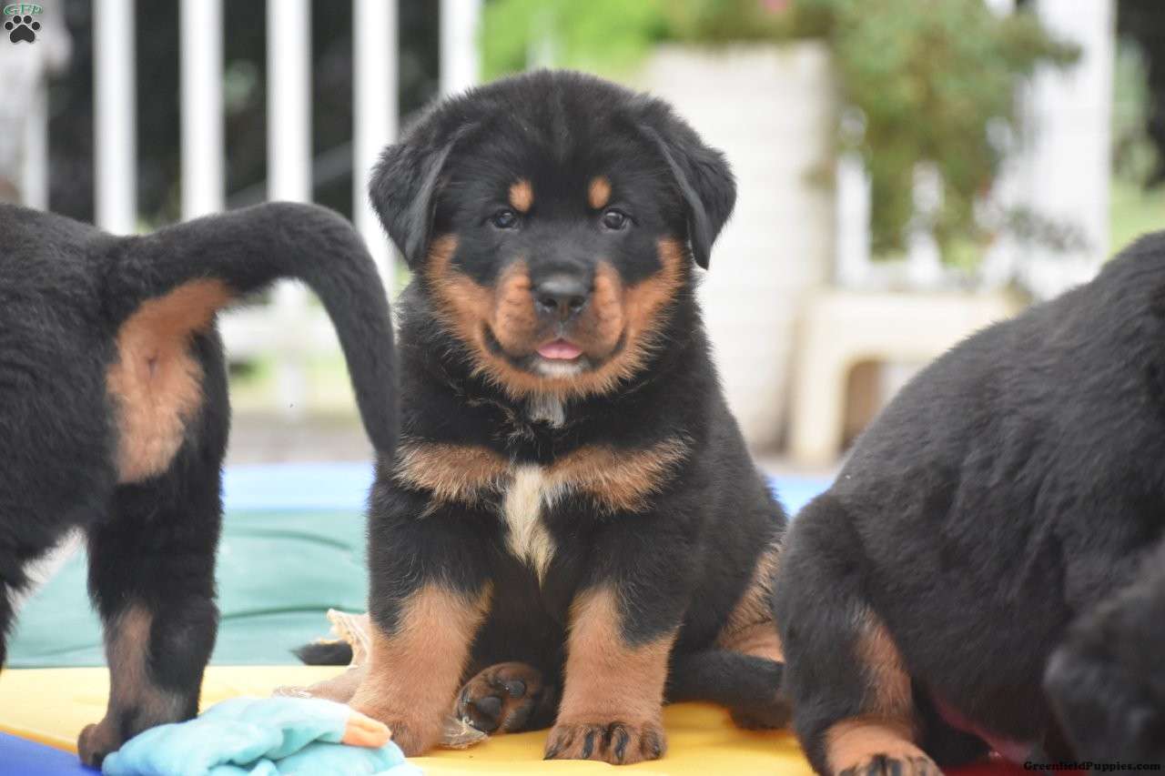 Axel - Rottweiler Mix Puppy For Sale in Pennsylvania