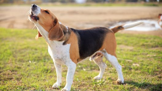 Why Does My Dog Sound Hoarse When They Bark?