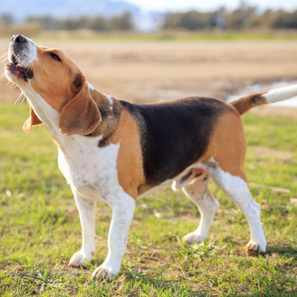 beagle standing on grass outside and barking