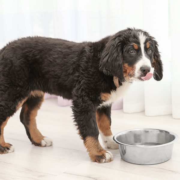 bernese mountain dog puppy licking their lips after drinking water