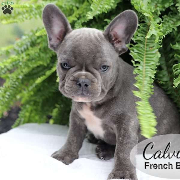 Calvin, French Bulldog Puppy