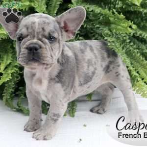 Casper, French Bulldog Puppy
