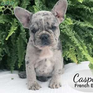 Casper, French Bulldog Puppy