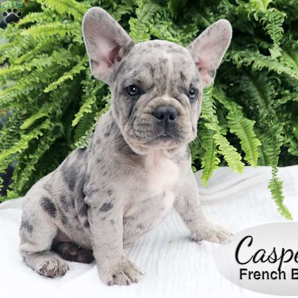 Casper, French Bulldog Puppy