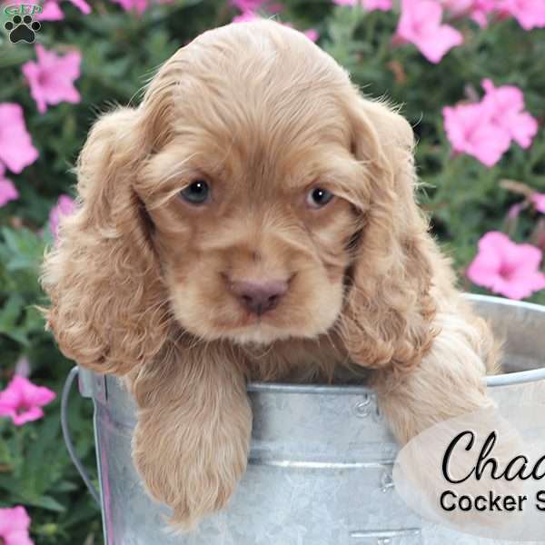 Chad, Cocker Spaniel Puppy