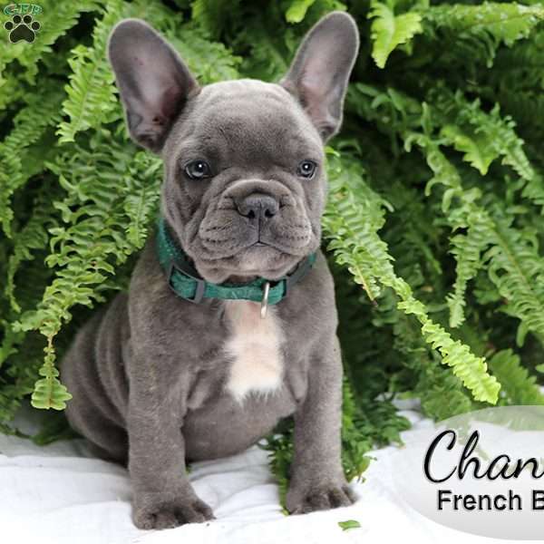 Chance, French Bulldog Puppy