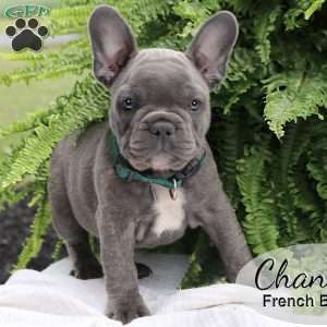 Chance, French Bulldog Puppy