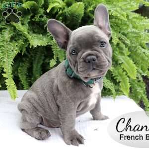 Chance, French Bulldog Puppy