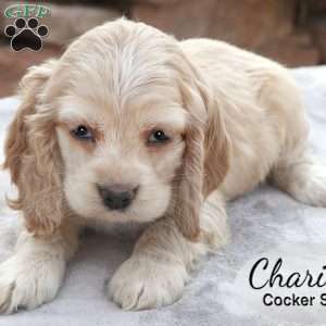 Charity, Cocker Spaniel Puppy