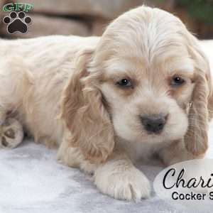 Charity, Cocker Spaniel Puppy