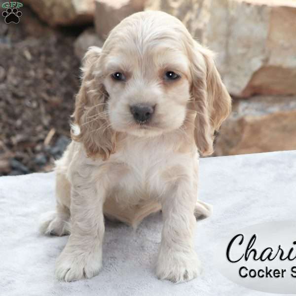 Charity, Cocker Spaniel Puppy