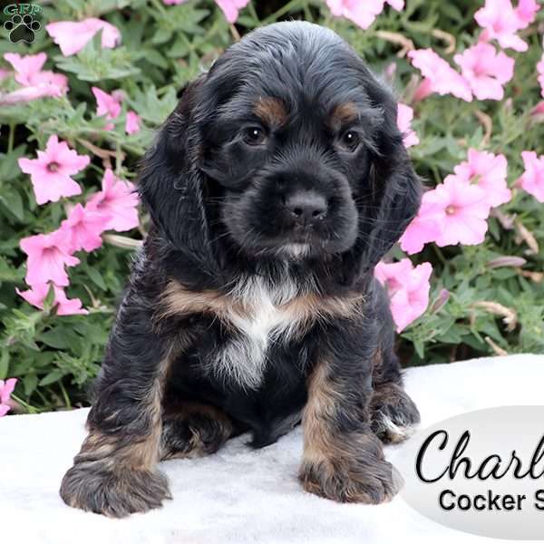 Charles, Cocker Spaniel Puppy