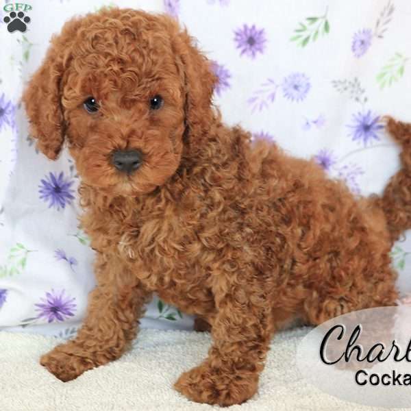 Charlie, Cockapoo Puppy
