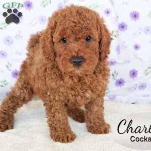 Charlie, Cockapoo Puppy