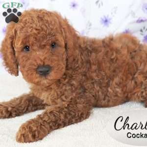Charlie, Cockapoo Puppy