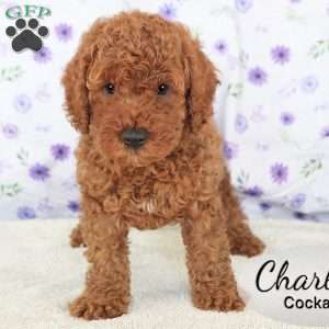 Charlie, Cockapoo Puppy