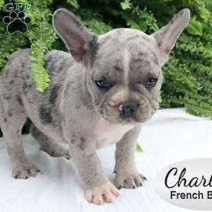 Charlie, French Bulldog Puppy