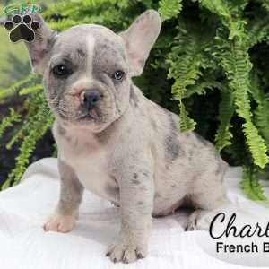 Charlie, French Bulldog Puppy