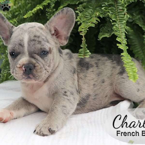 Charlie, French Bulldog Puppy