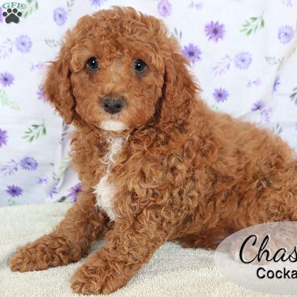 Chase, Cockapoo Puppy