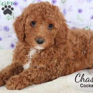 Chase, Cockapoo Puppy
