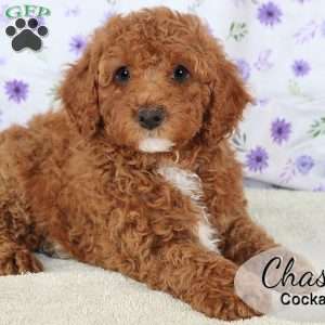 Chase, Cockapoo Puppy