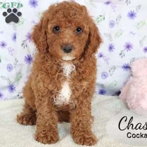 Chase, Cockapoo Puppy