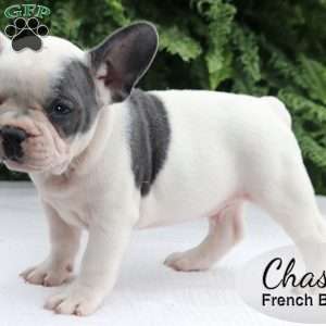 Chase, French Bulldog Puppy
