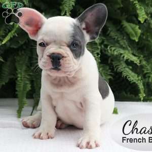 Chase, French Bulldog Puppy