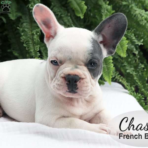 Chase, French Bulldog Puppy