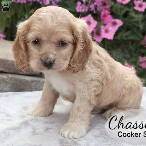Chassity, Cocker Spaniel Puppy