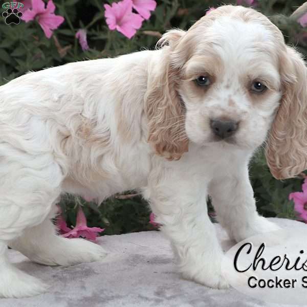 Cherish, Cocker Spaniel Puppy