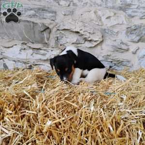 Chocolate Chip, Jack Russell Terrier Puppy