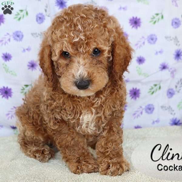 Clint, Cockapoo Puppy