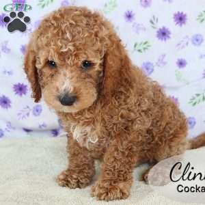 Clint, Cockapoo Puppy