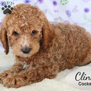 Clint, Cockapoo Puppy