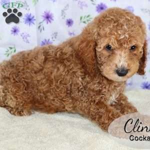Clint, Cockapoo Puppy