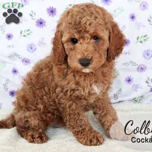 Colby, Cockapoo Puppy