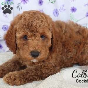 Colby, Cockapoo Puppy