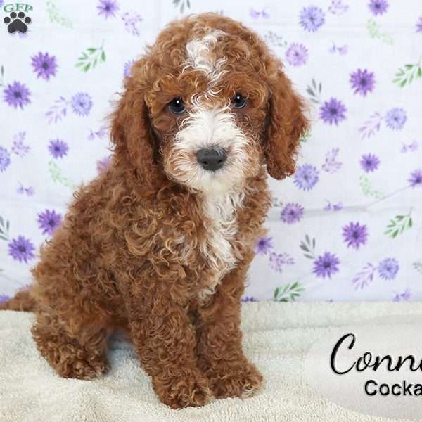 Conner, Cockapoo Puppy