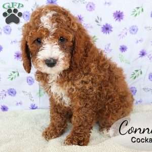 Conner, Cockapoo Puppy