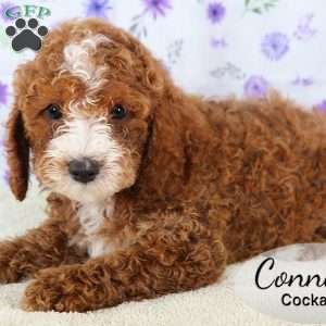 Conner, Cockapoo Puppy